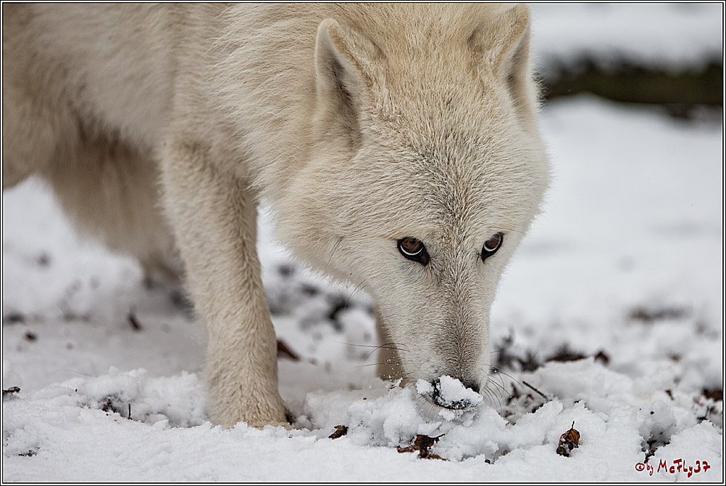 Woelfe im Schnee Timberwolf Polarwolf, 11.02.2017