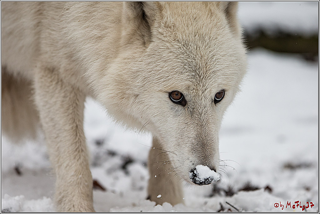 Woelfe im Schnee Timberwolf Polarwolf, 11.02.2017