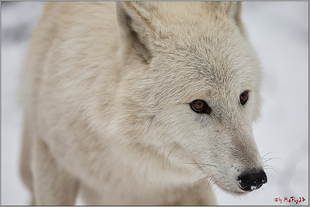 Woelfe im Schnee Timberwolf Polarwolf, 11.02.2017