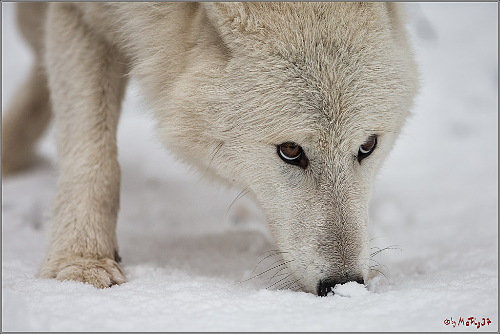 Woelfe im Schnee Timberwolf Polarwolf, 11.02.2017