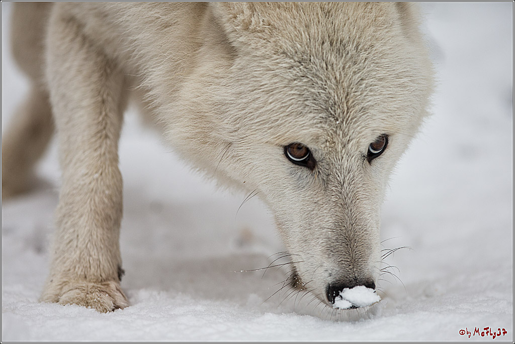 Woelfe im Schnee Timberwolf Polarwolf, 11.02.2017