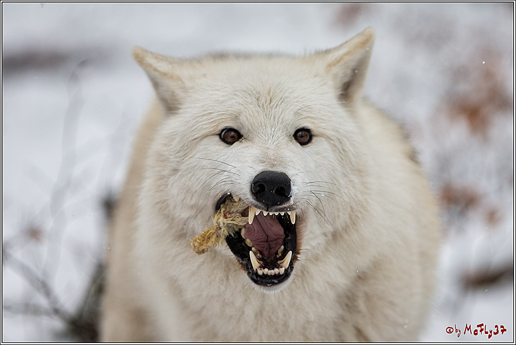 Woelfe im Schnee Timberwolf Polarwolf, 11.02.2017
