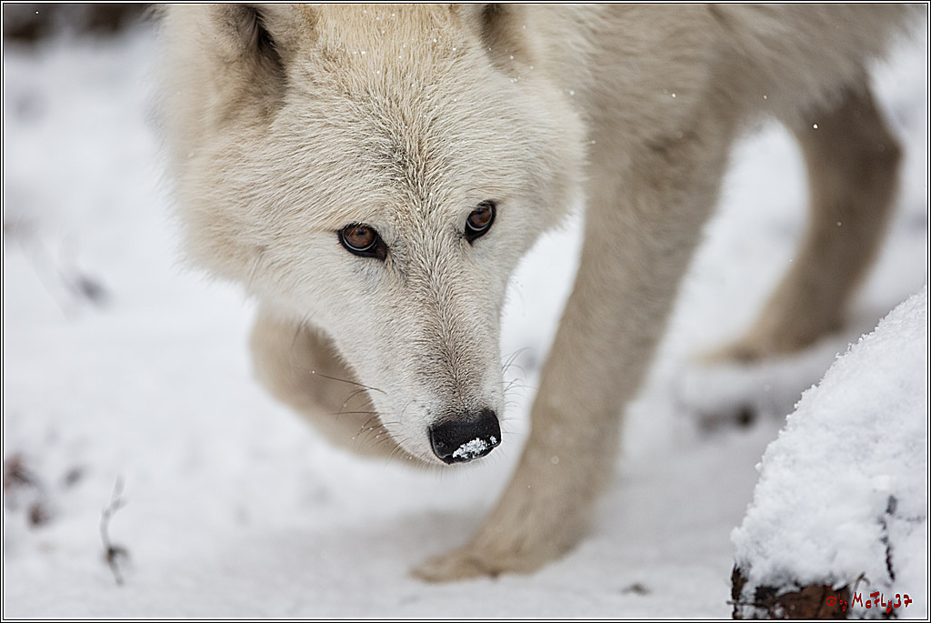 Woelfe im Schnee Timberwolf Polarwolf, 11.02.2017