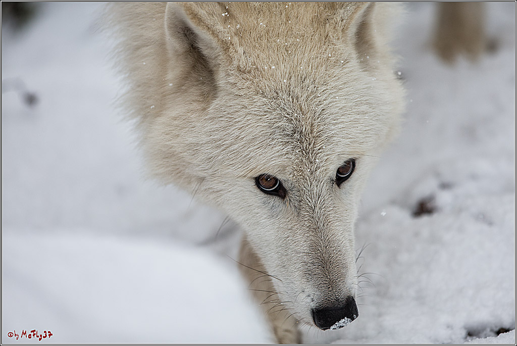 Woelfe im Schnee Timberwolf Polarwolf, 11.02.2017