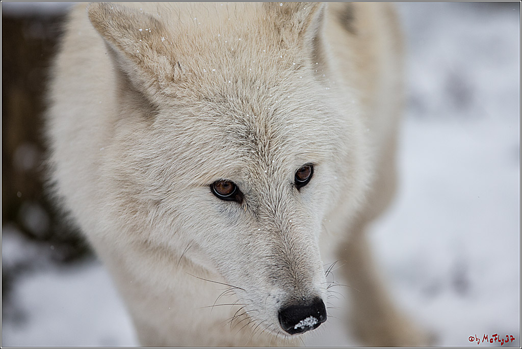 Woelfe im Schnee Timberwolf Polarwolf, 11.02.2017