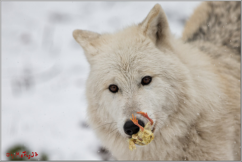Woelfe im Schnee Timberwolf Polarwolf, 11.02.2017