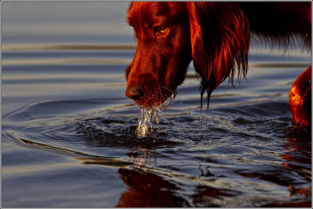 PinuWasser