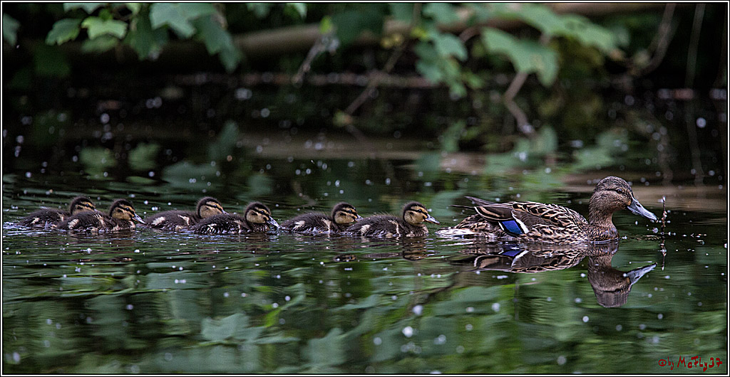 Eisvogel Nette, 19.05.2018, Haubentaucher,