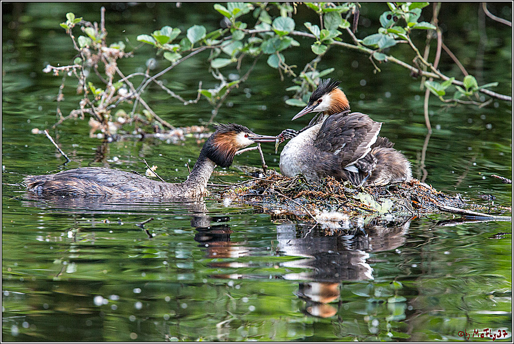Eisvogel Nette, 19.05.2018, Haubentaucher,