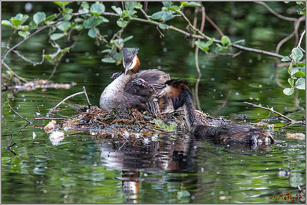 Eisvogel Nette, 19.05.2018, Haubentaucher,