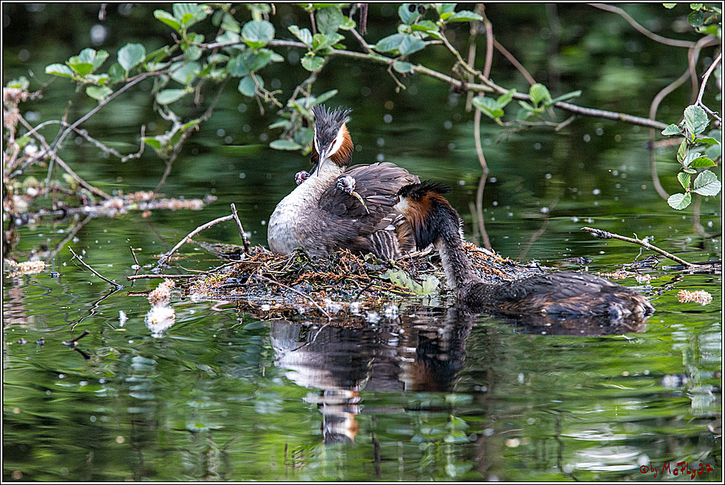 Eisvogel Nette, 19.05.2018, Haubentaucher,
