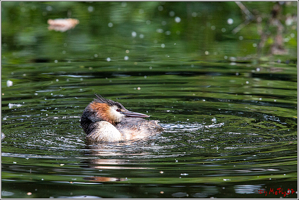 Eisvogel Nette, 19.05.2018, Haubentaucher,