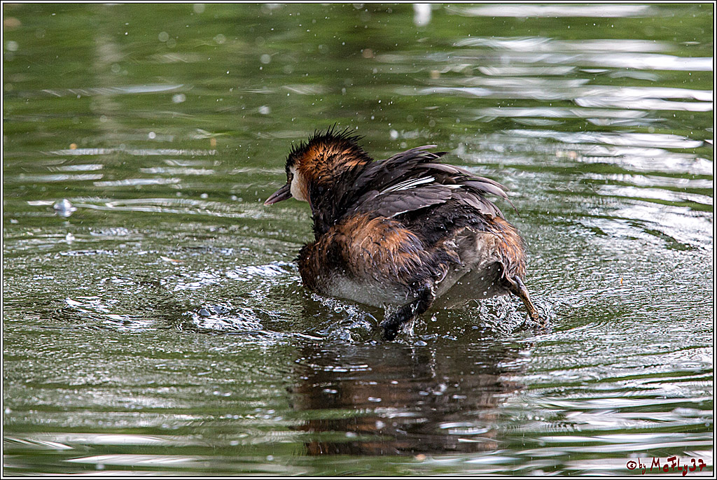Eisvogel Nette, 19.05.2018, Haubentaucher,