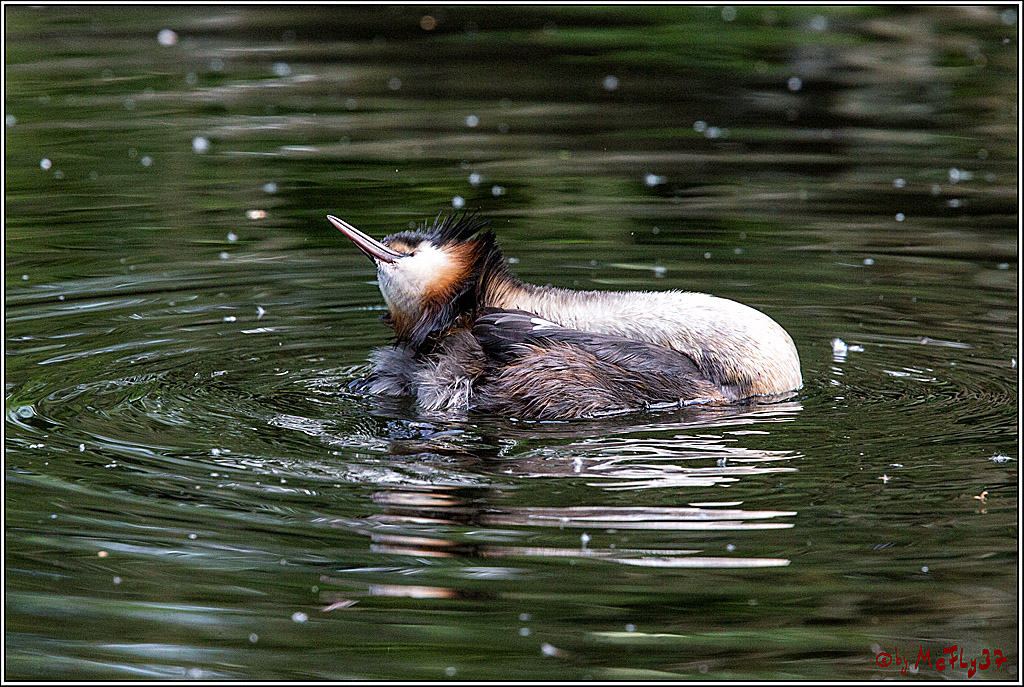 Eisvogel Nette, 19.05.2018, Haubentaucher,