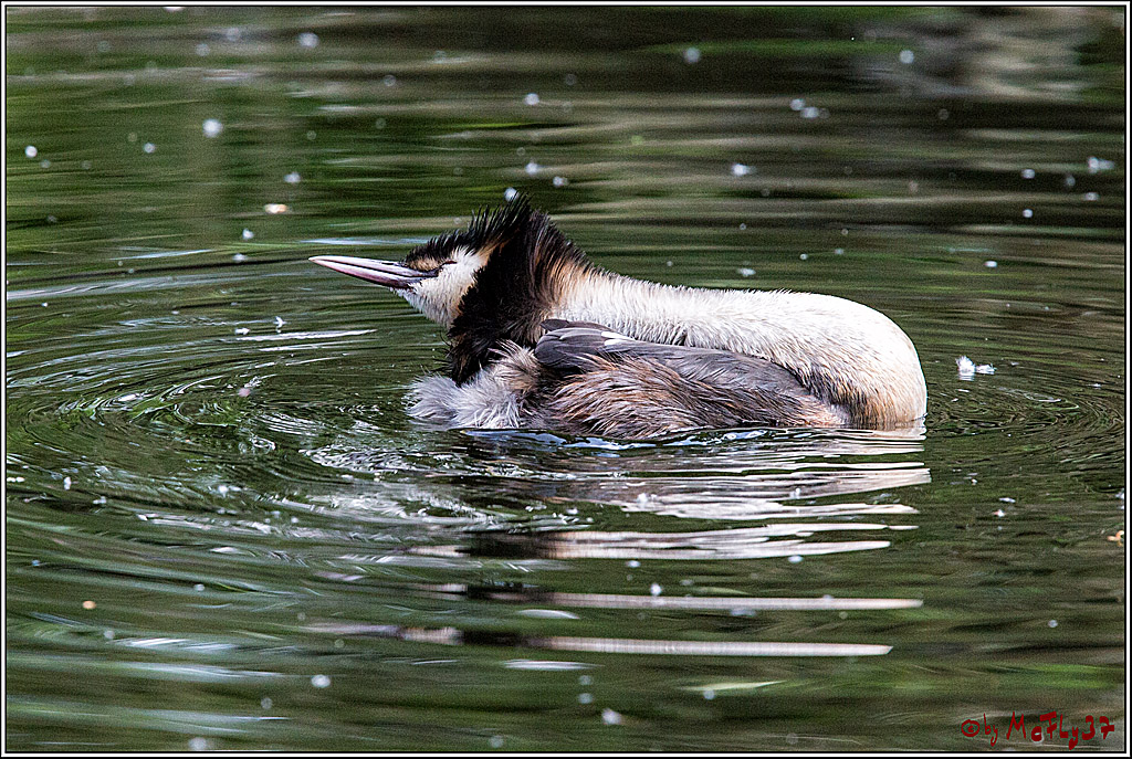 Eisvogel Nette, 19.05.2018, Haubentaucher,