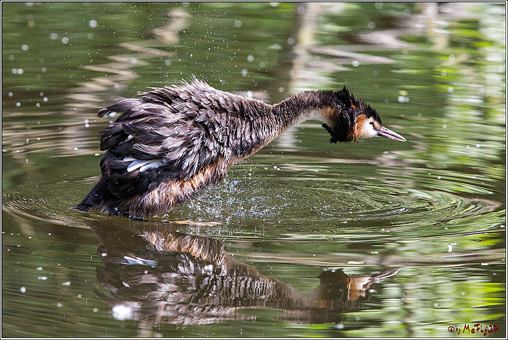 Eisvogel Nette, 19.05.2018, Haubentaucher,