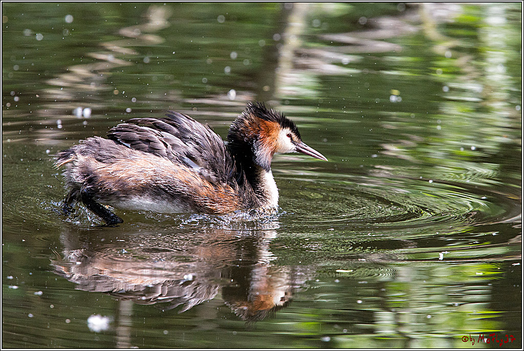 Eisvogel Nette, 19.05.2018, Haubentaucher,