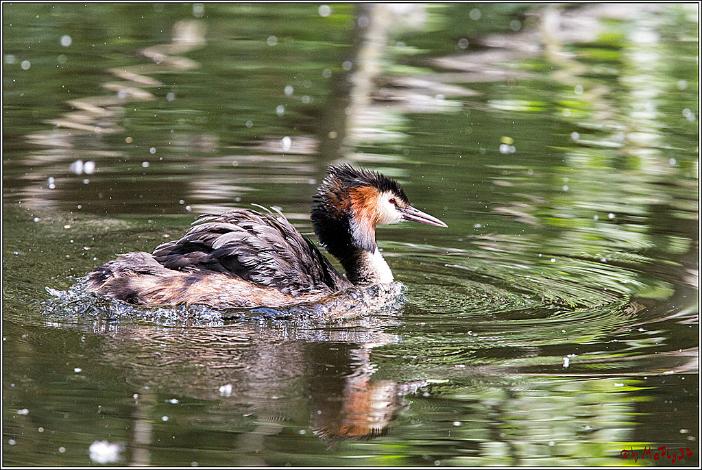 Eisvogel Nette, 19.05.2018, Haubentaucher,