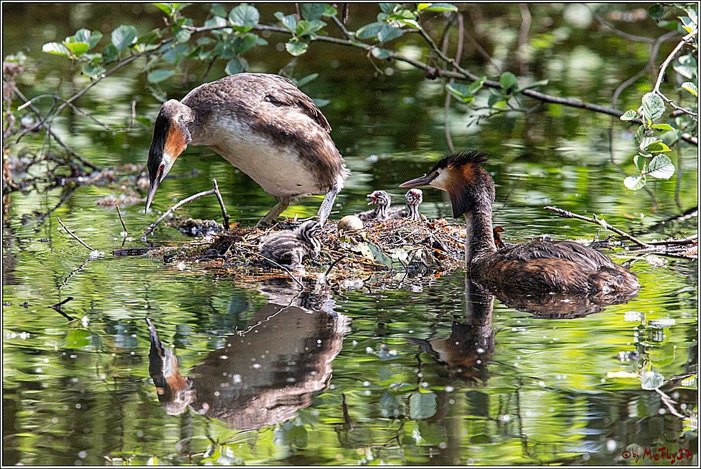 Eisvogel Nette, 19.05.2018, Haubentaucher,