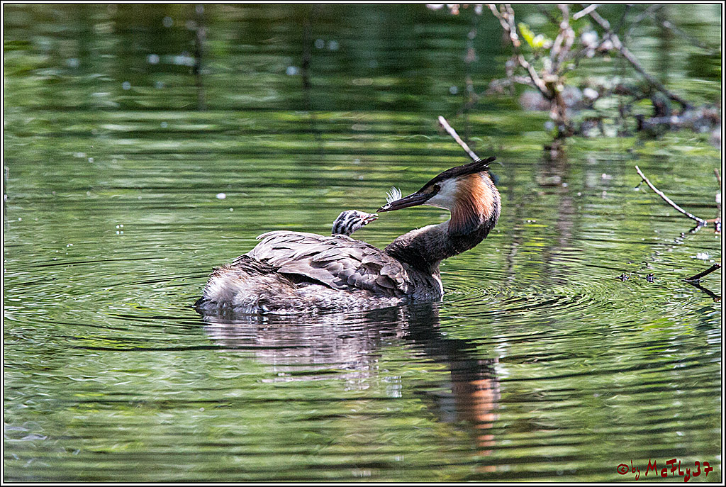 Eisvogel Nette, 19.05.2018, Haubentaucher,