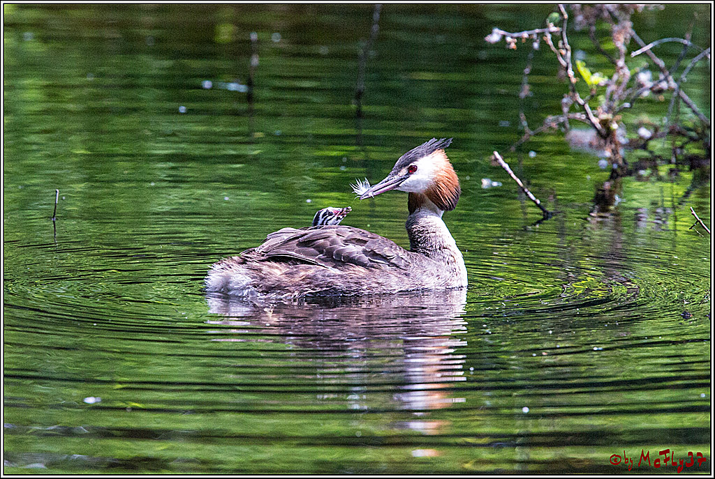 Eisvogel Nette, 19.05.2018, Haubentaucher,