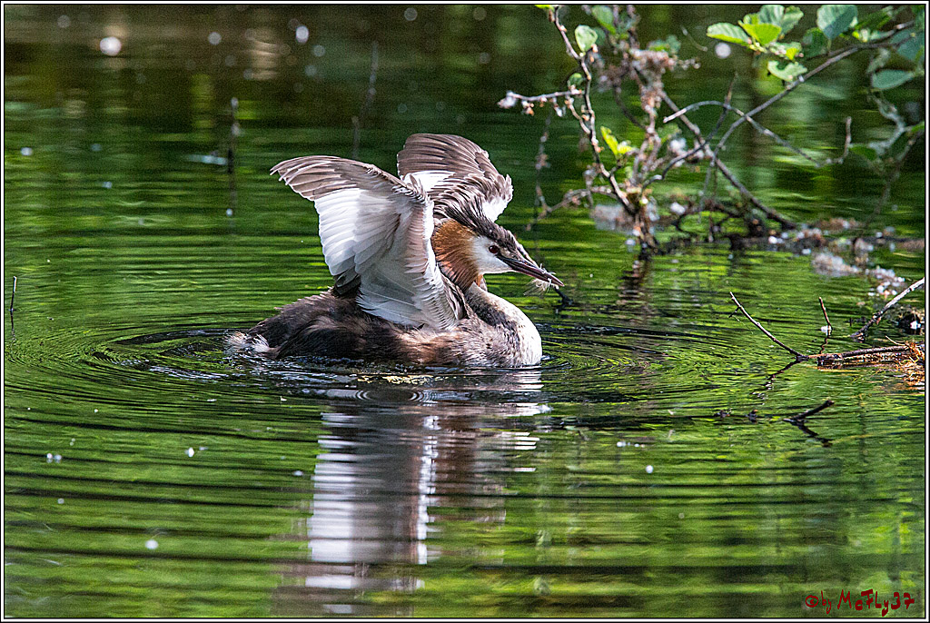 Eisvogel Nette, 19.05.2018, Haubentaucher,
