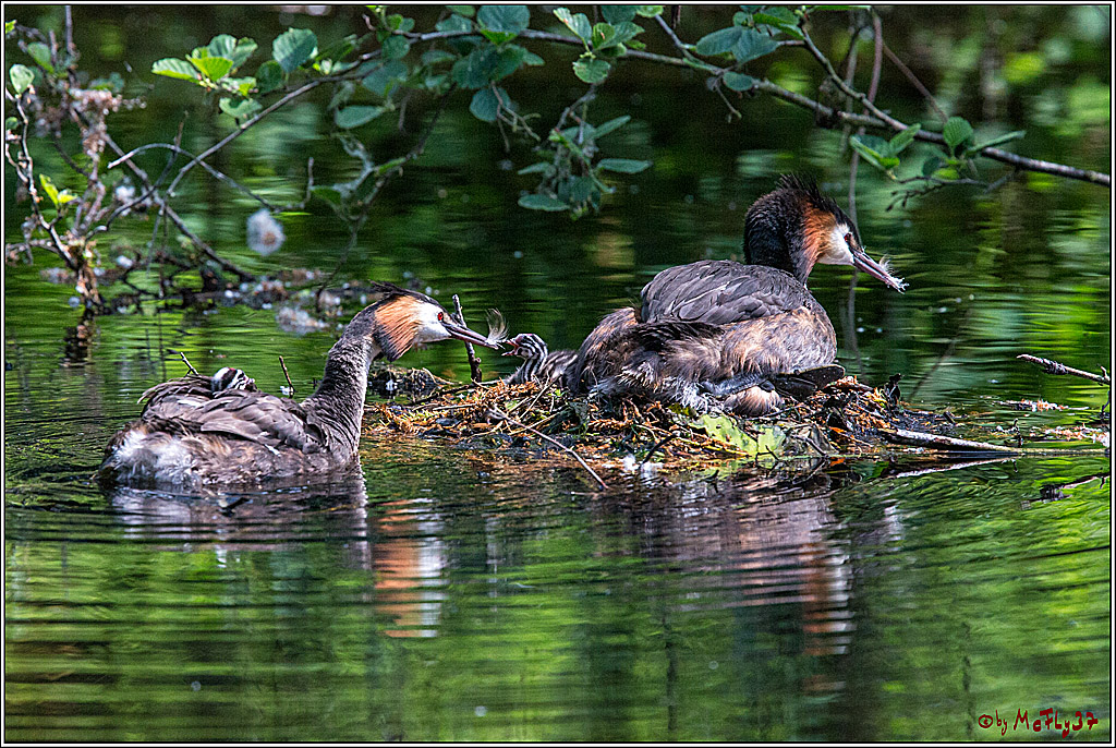 Eisvogel Nette, 19.05.2018, Haubentaucher,