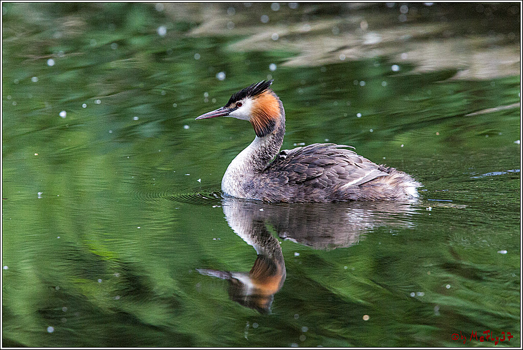 Eisvogel Nette, 19.05.2018, Haubentaucher,