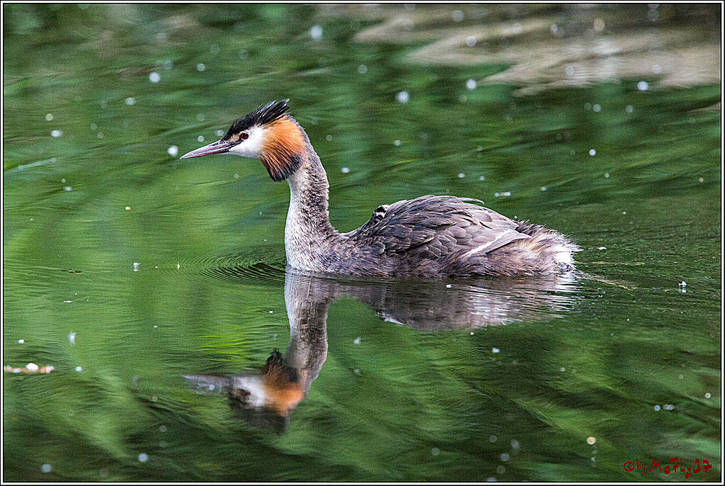 Eisvogel Nette, 19.05.2018, Haubentaucher,