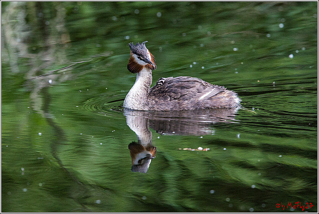 Eisvogel Nette, 19.05.2018, Haubentaucher,