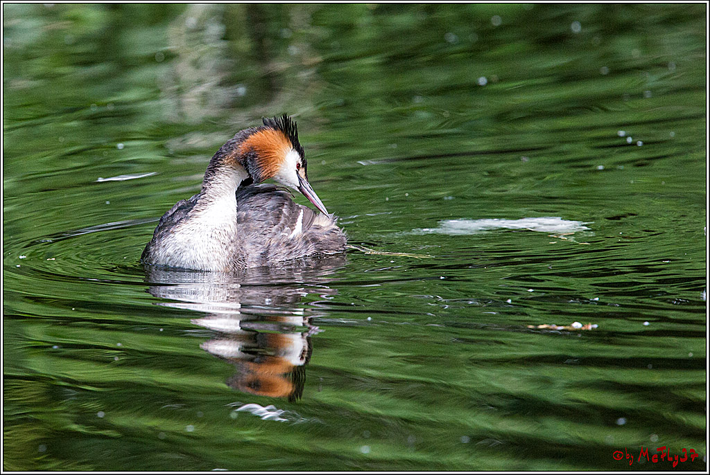 Eisvogel Nette, 19.05.2018, Haubentaucher,