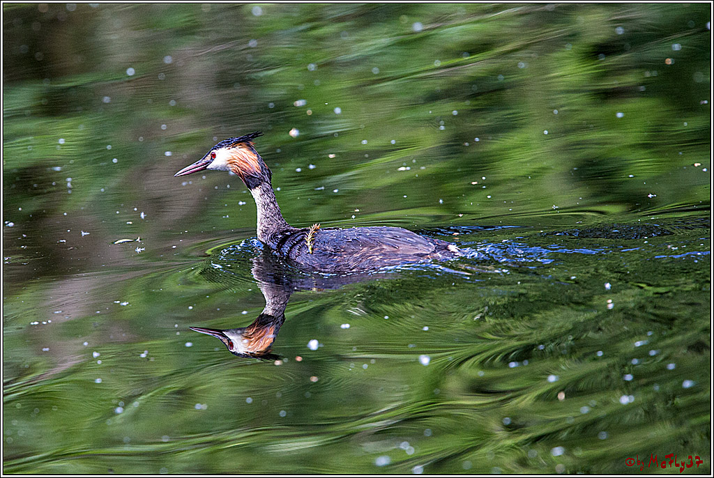 Eisvogel Nette, 19.05.2018, Haubentaucher,