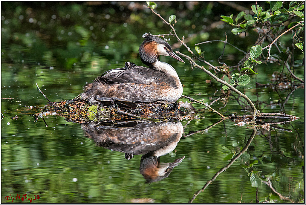 Eisvogel Nette, 19.05.2018, Haubentaucher,