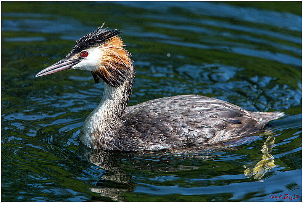 Eisvogel Nette, 19.05.2018, Haubentaucher,