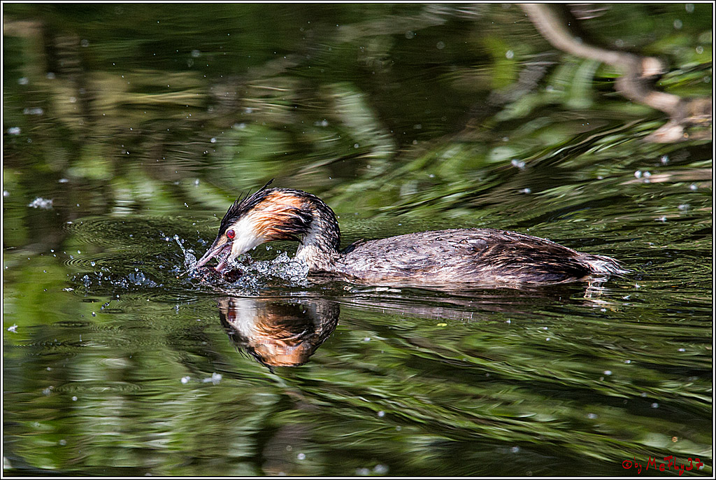 Eisvogel Nette, 19.05.2018, Haubentaucher,