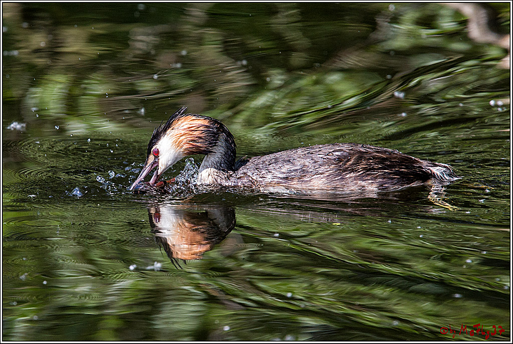 Eisvogel Nette, 19.05.2018, Haubentaucher,