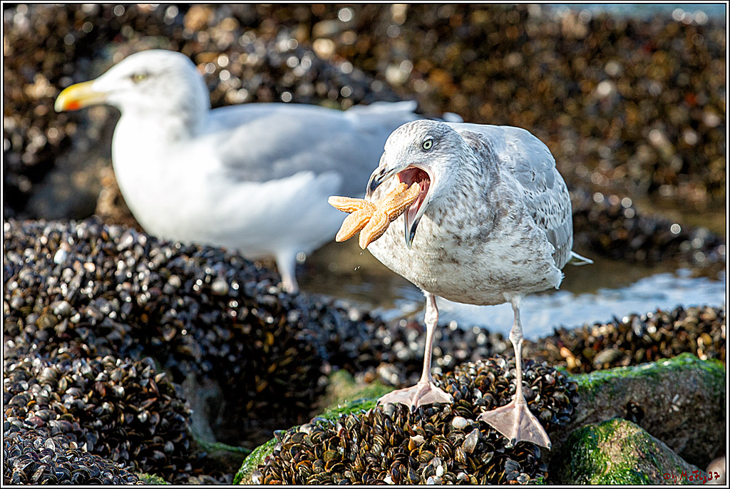 PWA - Mercedes-Benz - World Windsurfing Tour Sylt 2019  - Freestyle Men - Wave Men; Sylt Westerland, 06.10.2019