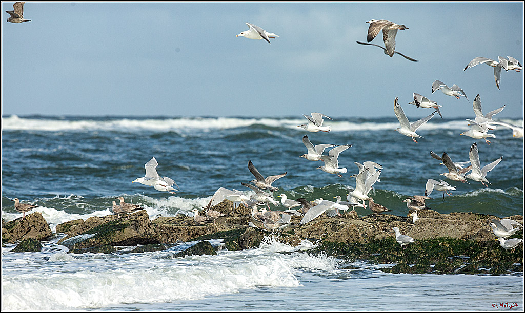 PWA - Mercedes-Benz - World Windsurfing Tour Sylt 2019  - Freestyle Men - Wave Men; Sylt Westerland, 02.10.2019