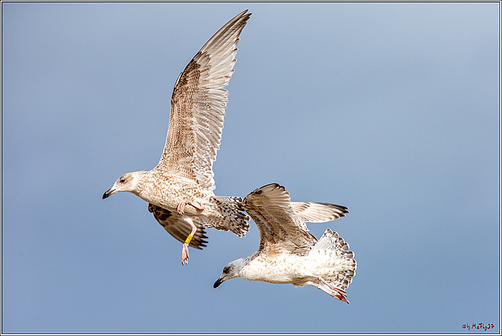 PWA - Mercedes-Benz - World Windsurfing Tour Sylt 2019  - Freestyle Men - Wave Men Women; Sylt Westerland, 28.09.2019