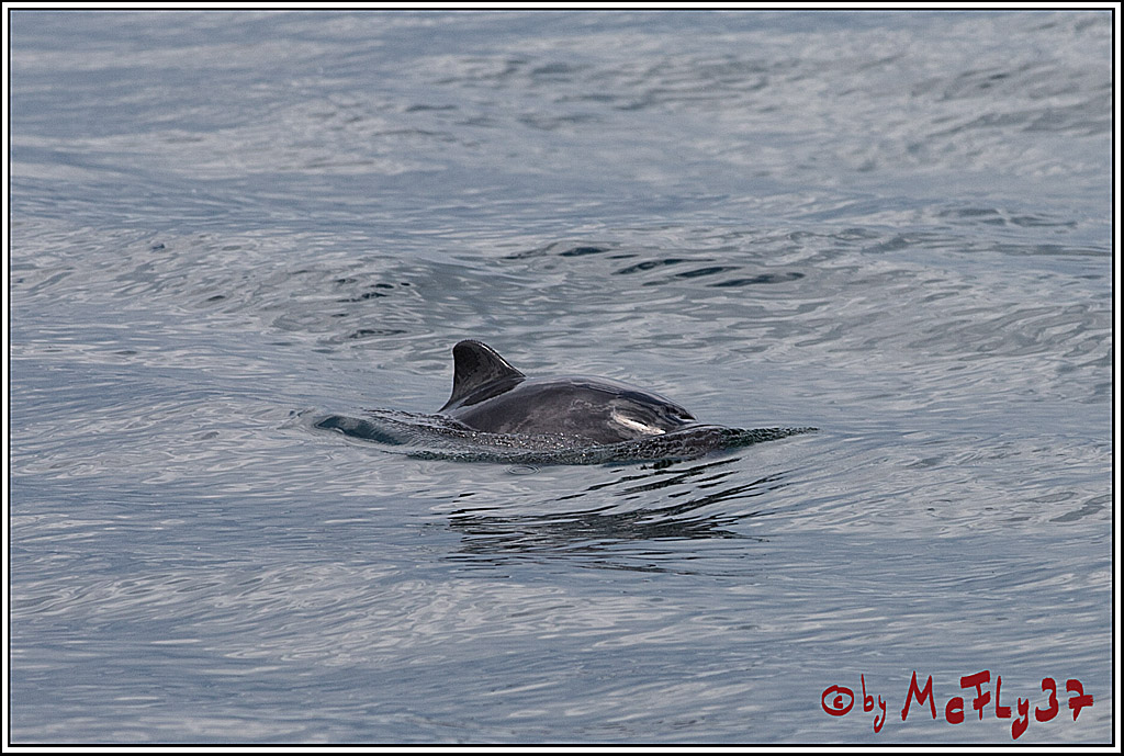 SPEEDSAILING Rostock, 08.07.2017, Segeln, Aktion, Action, Sport, Wassersport,