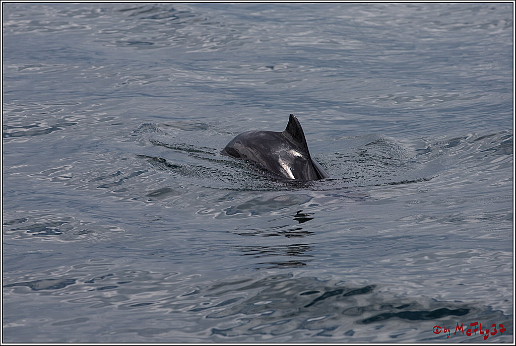 SPEEDSAILING Rostock, 08.07.2017, Segeln, Aktion, Action, Sport, Wassersport,