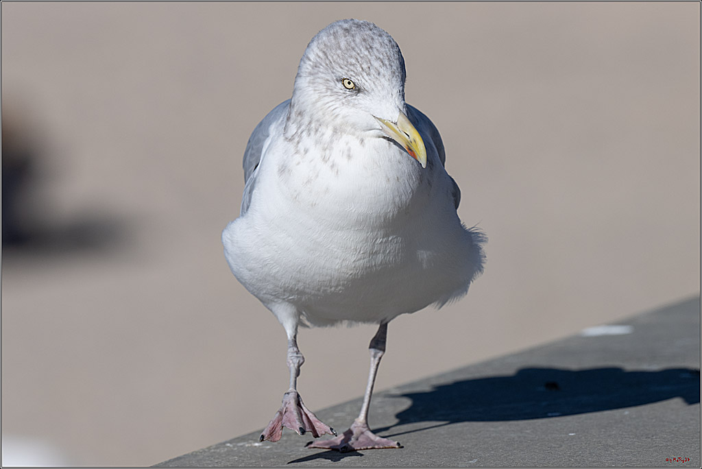 PWA 2024 - Freestyle - Man and Woman; Sylt, 03.10.2024