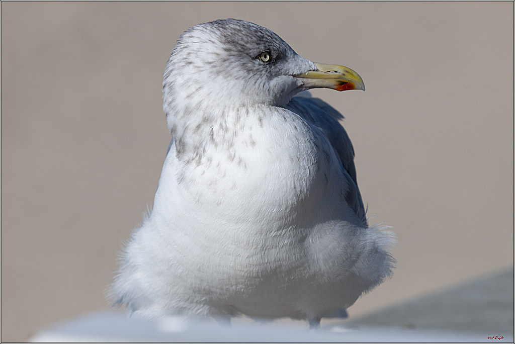 PWA 2024 - Freestyle - Man and Woman; Sylt, 03.10.2024