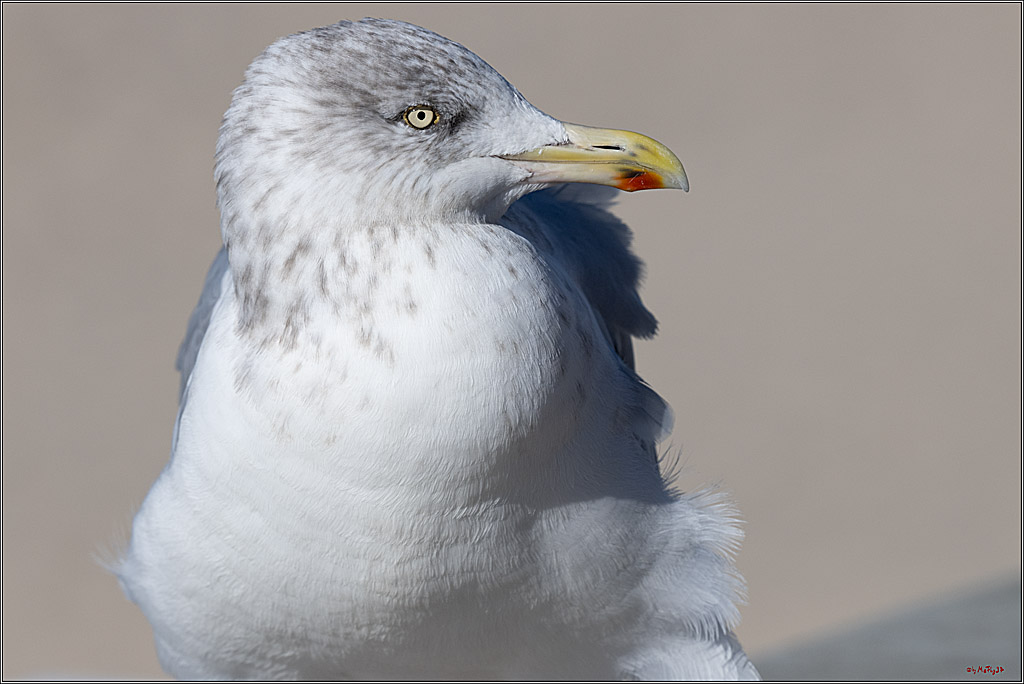 PWA 2024 - Freestyle - Man and Woman; Sylt, 03.10.2024