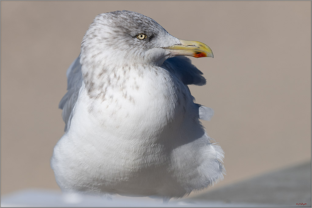PWA 2024 - Freestyle - Man and Woman; Sylt, 03.10.2024