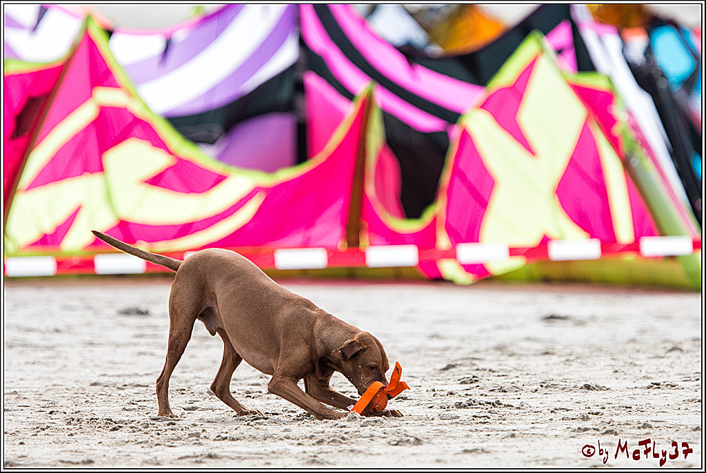 The 2017 Texel Brunotti Kiteboarding World Cup, 21.09.2017