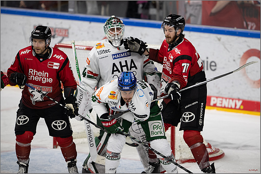 PENNY DEL 1; Kölner Haie - Augsburger Panther; Köln, 21.11.2025