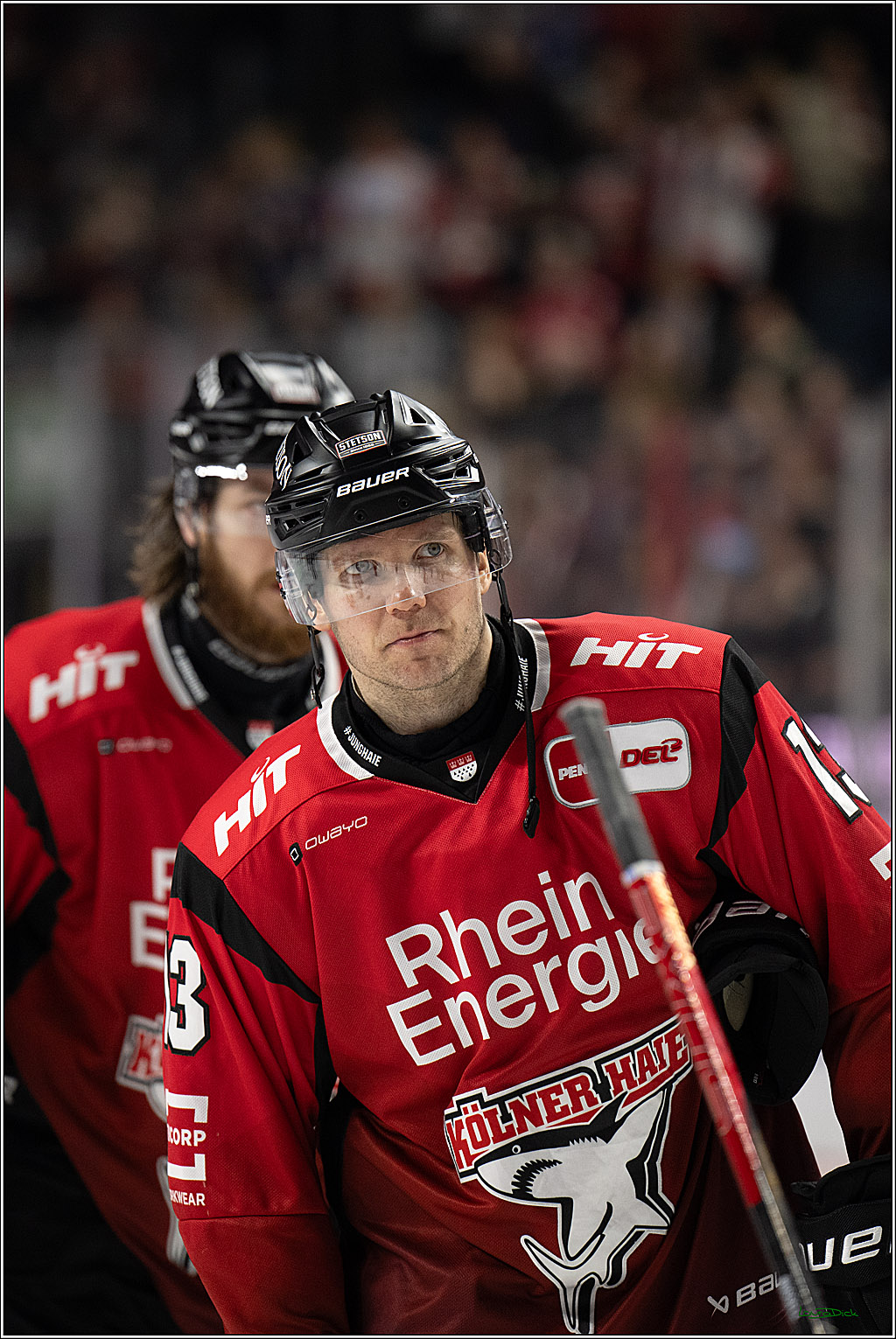 PENNY DEL: Kölner Haie - Schwenninger Wild Wings; Köln, 28.12.2025