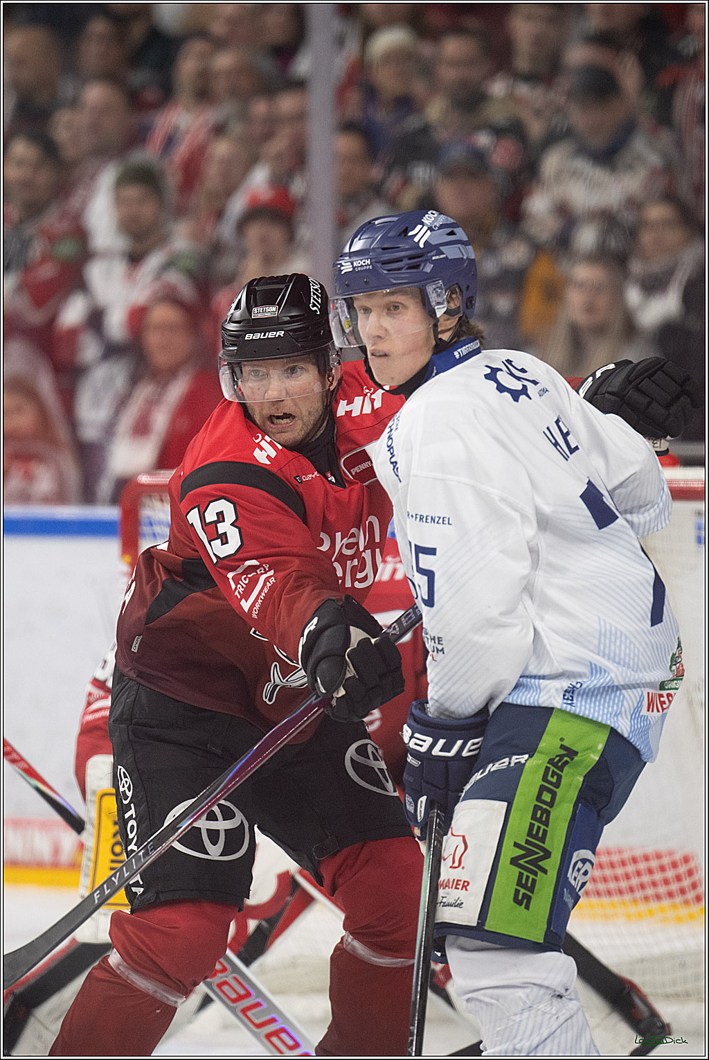 PENNY DEL 1; Kölner Haie - Straubing Tigers; Köln, 02.01.2026