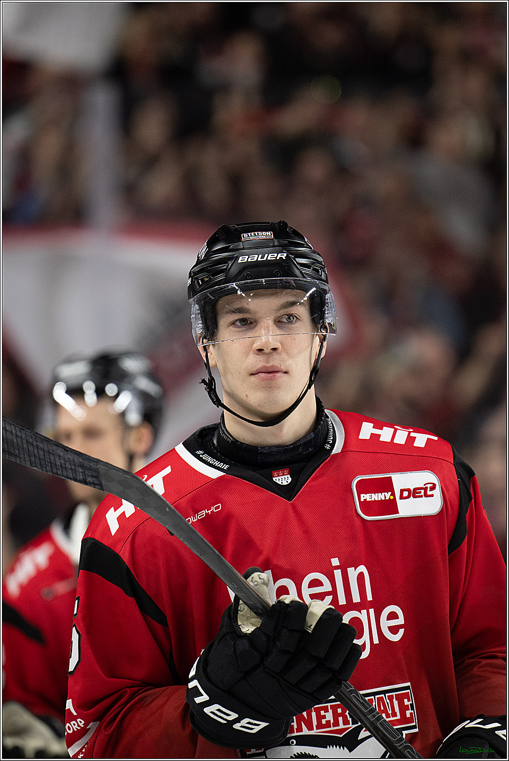 PENNY DEL 1; Kölner Haie - Straubing Tigers; Köln, 02.01.2026